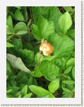 Wild BakeApple (Cloud Berry) * 2592 x 1944 * (1.34MB)